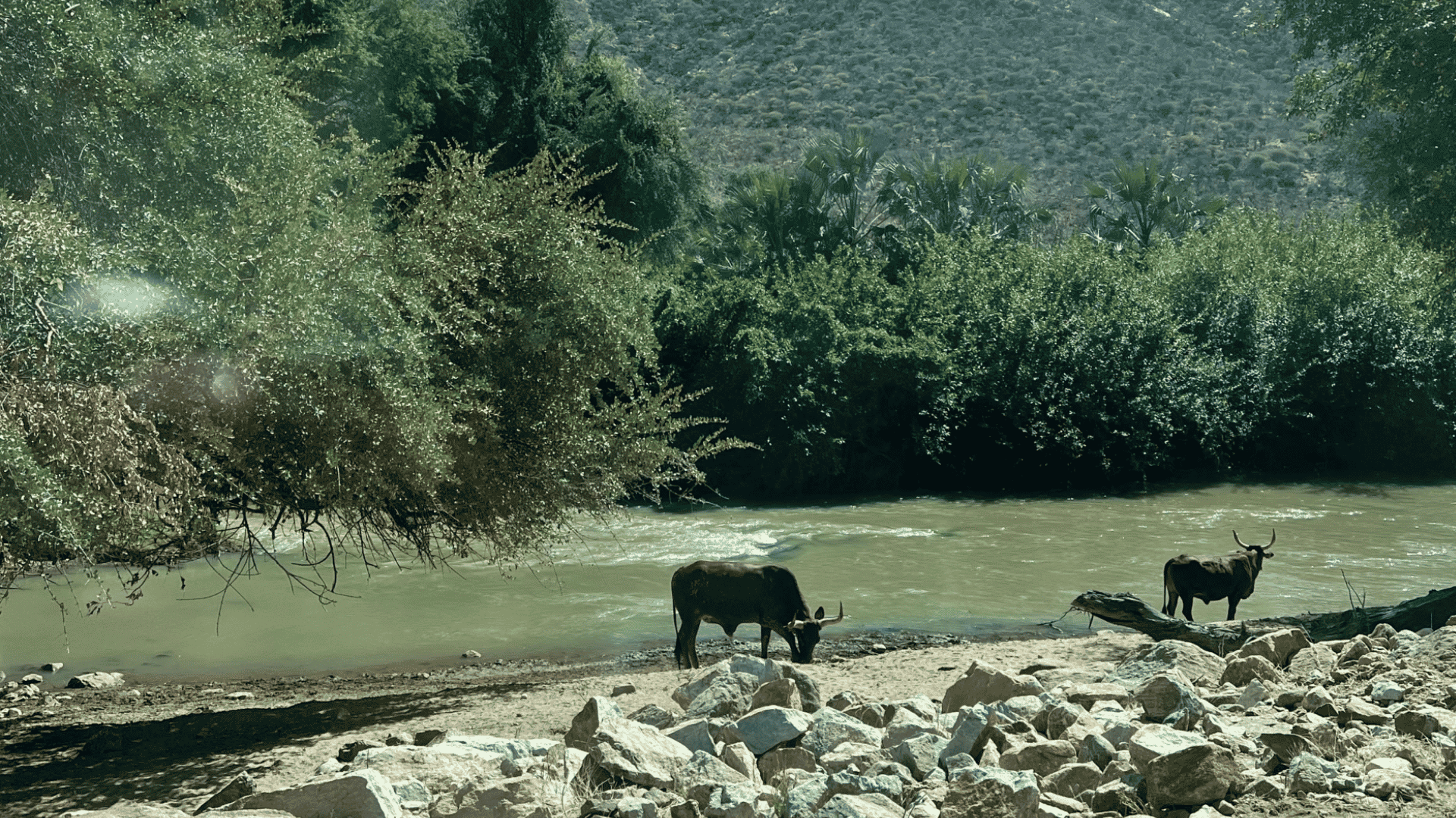Cattle graze near the Kunene riverbed. The river is crossed by Angolans to enter Namibia.